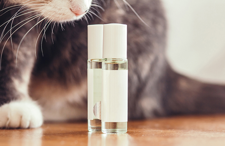 Fragancias para animales. Imagen de dos perfumes y un gato.