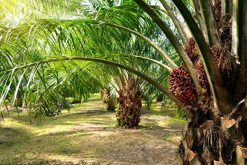 Iberchem consigue la certificación RSPO de aceite de palma sostenible
